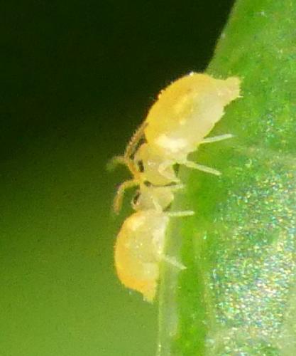 Deuterosminthurus pallipes